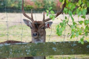 Deer Fences in Stamford, CT, Greenwich, CT, & Westchester, NY